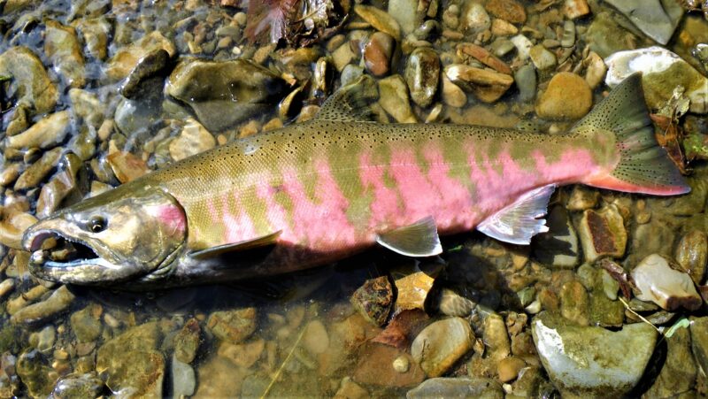 鬼怒川 渓流釣りポイント１００選 巨大なヤマメやニジマスがひそむ渓流 渓の里 Keinosato